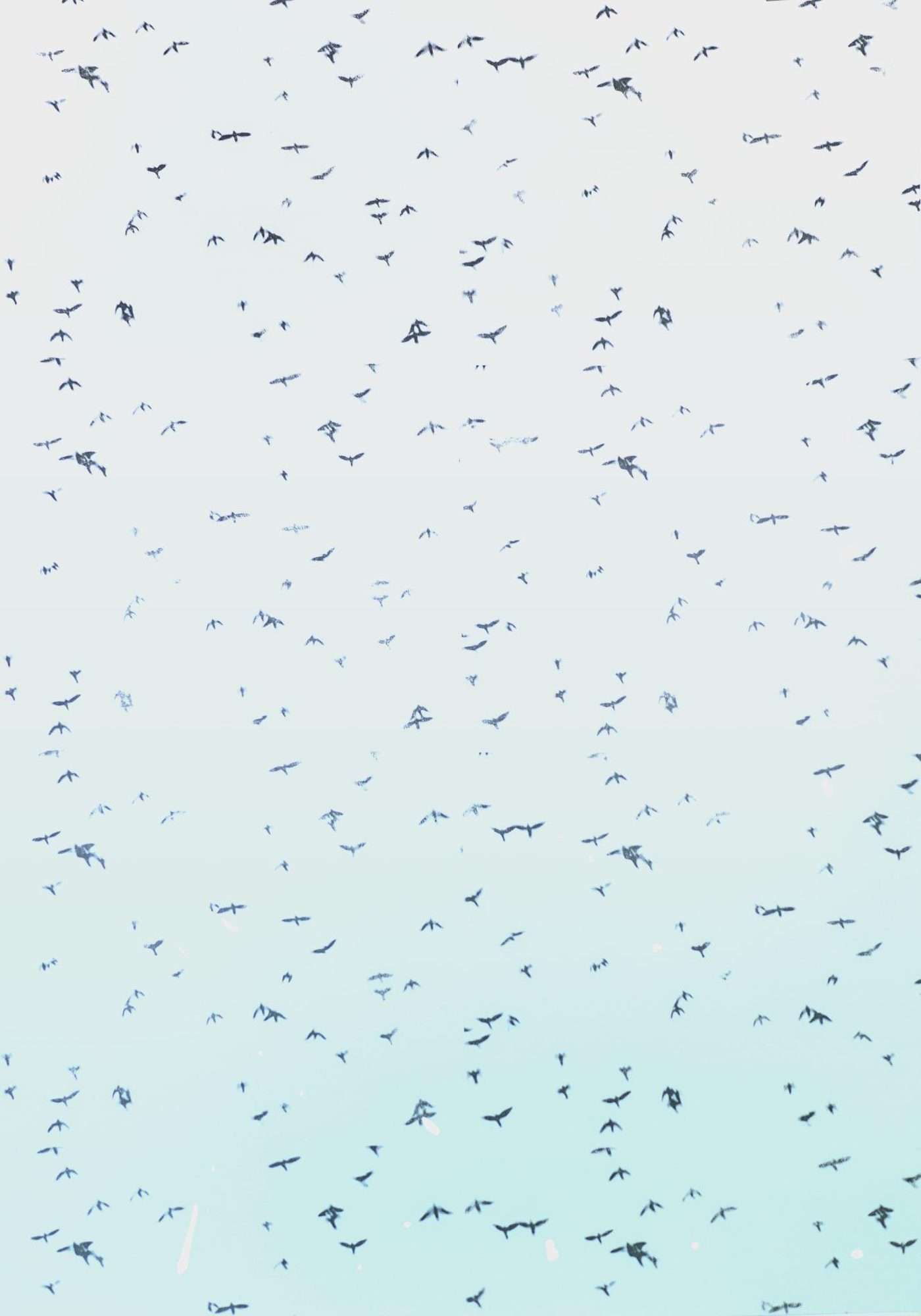 Flocks, digital printed film, digital prints and solvent on paper, 70 × 100 cm, 2019